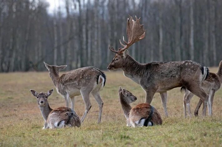 Edit free photo of Deer,red deer - animal,close-up,stag,herd - needpix.com