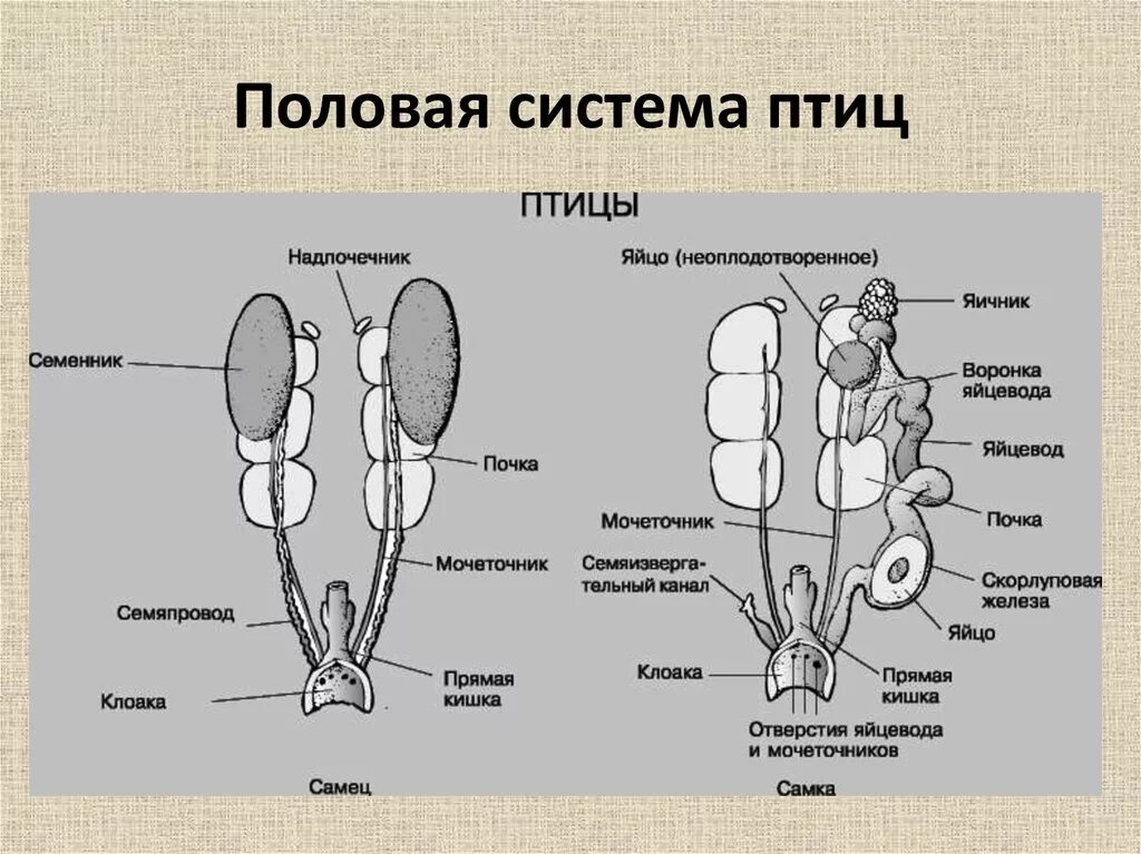 Кишечник мочеточники открываются в клоаку. Строение выделительной системы птиц. Выделительная система птиц схема. Репродуктивная система птиц схема. Половые органы птиц строение.