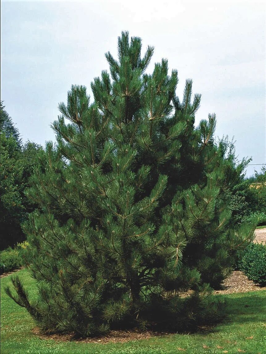 Сосна нигра описание. Pinus nigra. Сосна Pinus nigra. Сосна Нигра Австрийская. Сосна черная Пинус Нигра.