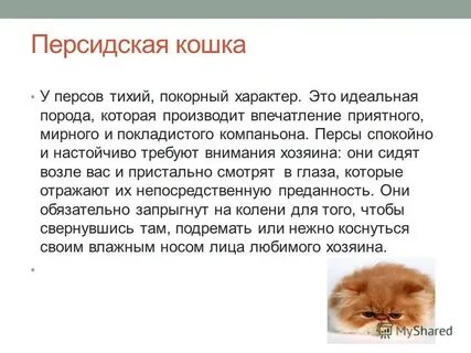 Описание про кошку