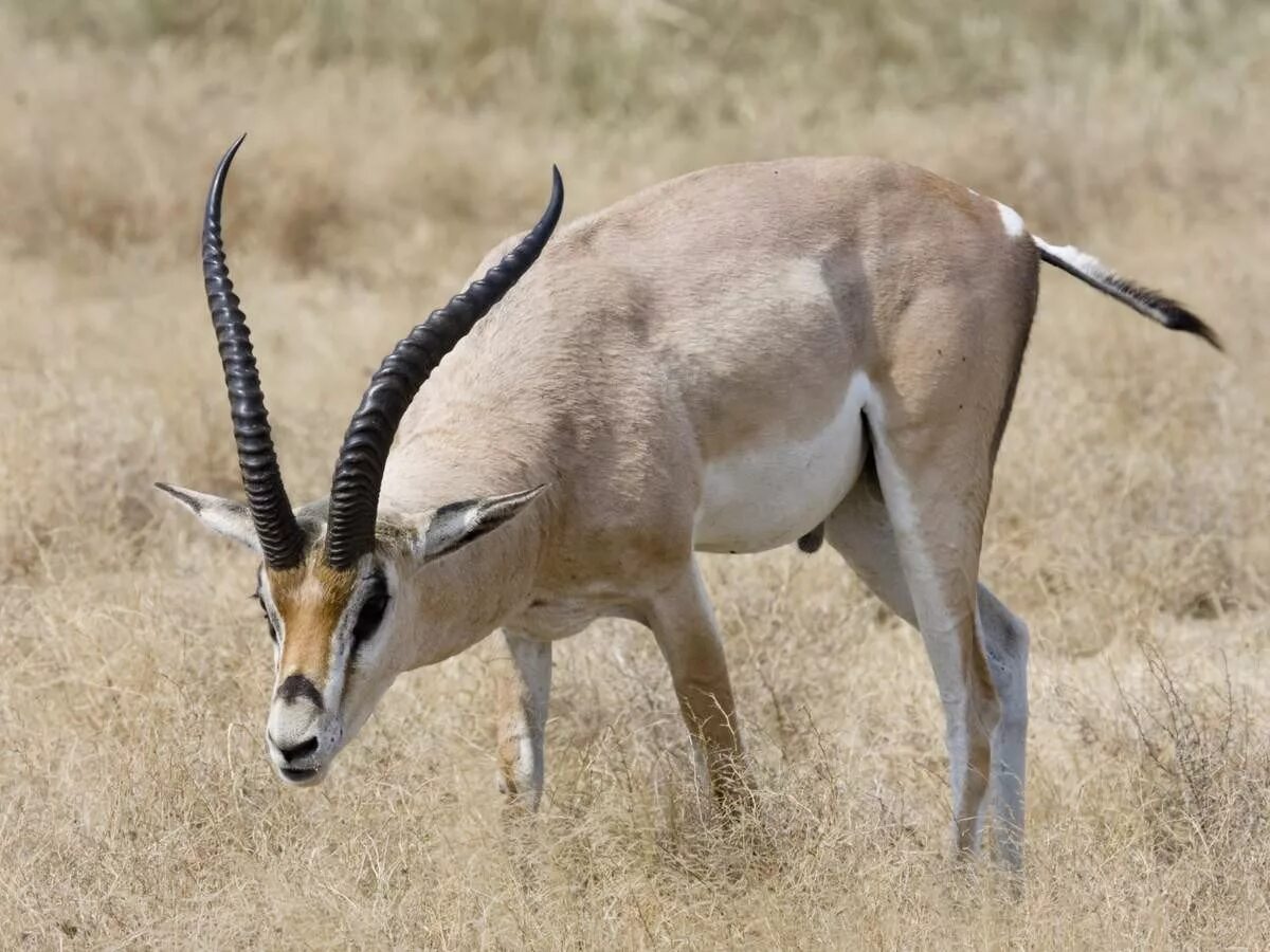 • Песчаная Газель (Gazella leptoceros). Антилопа Дибатаг. Полорогие парнокопытные. Антилопа вилорог Северная Америка. Особую группу из семейства полорогих