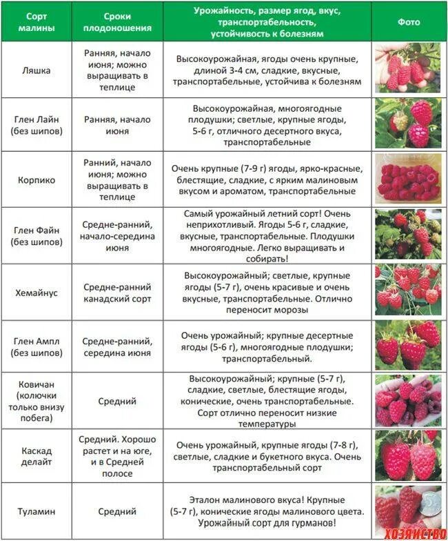 Что можно садить после виктории