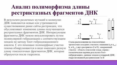 Разделение фрагментов днк по длине