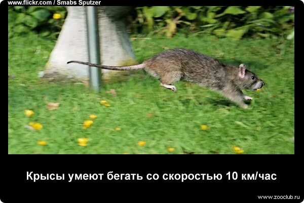 Крыса знаешь. Слайды на тему крыс. Сообщение о крысе. Крыса смеется. Улыбка крысы.