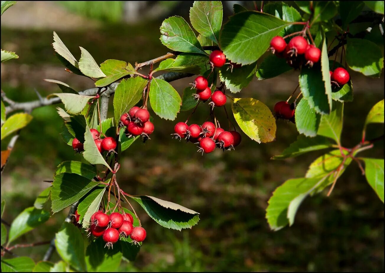 боярышник максимовича. Crataegus calycina.