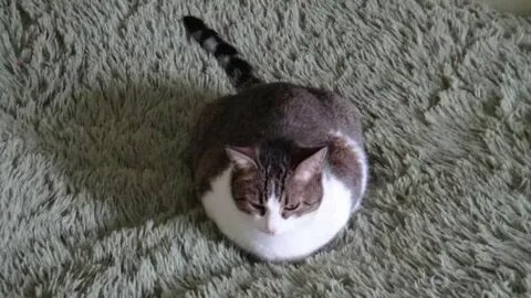 Котик лютик