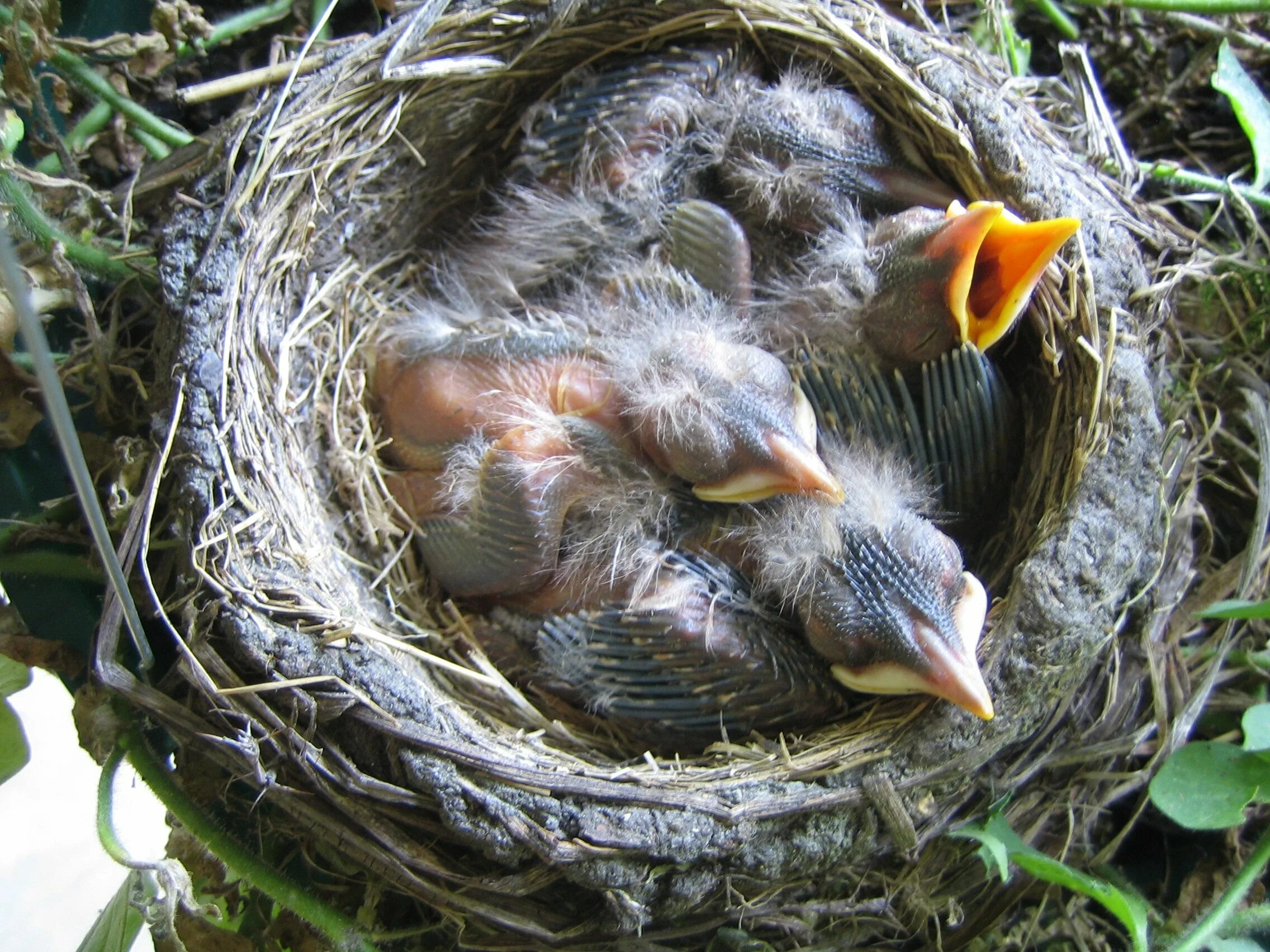Сколько птенцов. Птенец скворца. Птенец скворца. Гнездо зяблика. Птенцы скворца яйца.