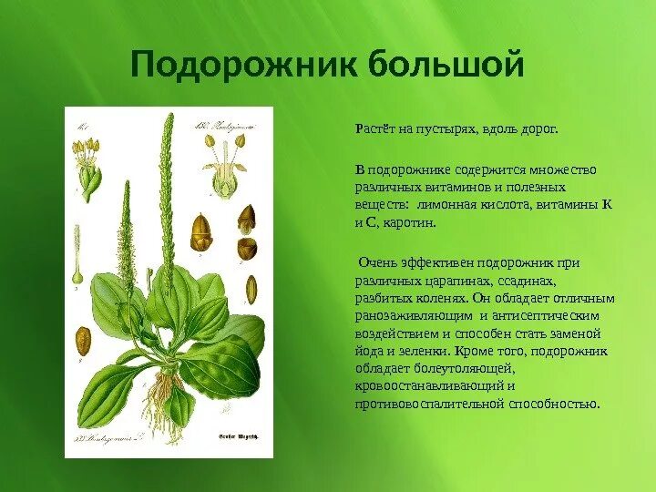 Подорожник доклад. Лечебное растение подорожник. Лекарственные растения Башкирии подорожник. Красная книга растения подорожник.