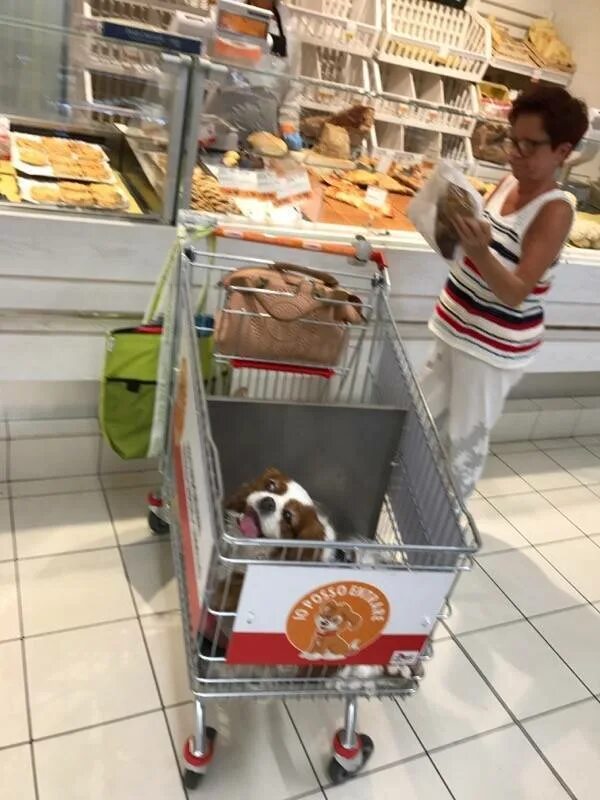 Можно ли в тц с собакой