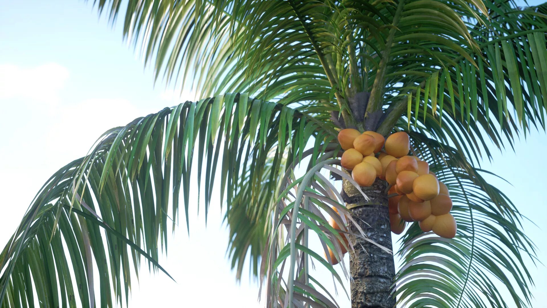 Пальма где растет природная зона. Финиковая Пальма на Канарах. Финиковые пальмы на Тенерифе. Плоды пальмы Тайланд. Персиковая Пальма (Bactris gasipaes) плоды.