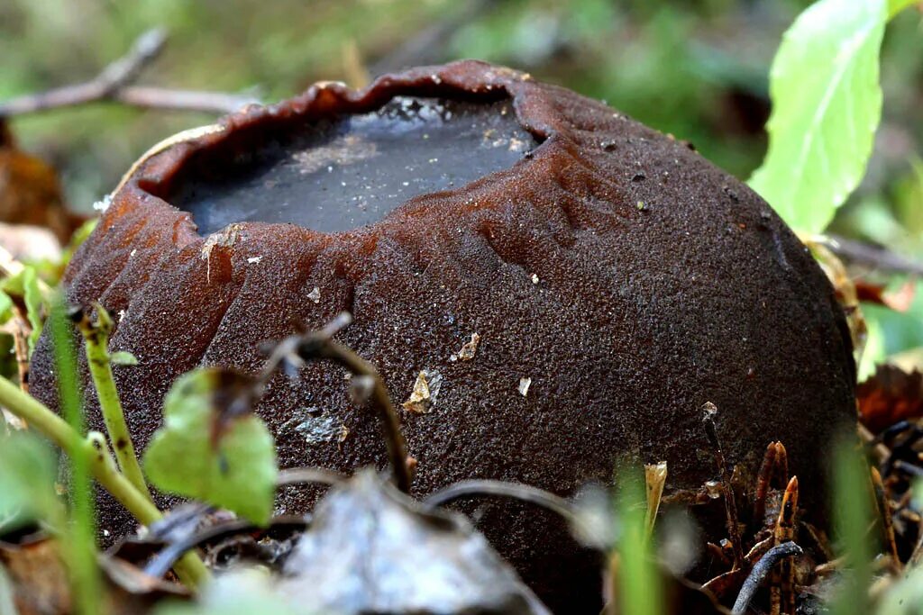 Гриб который пьют. Саркосома шаровидная Sarcosoma globosum. Саркосома шаровидная гриб. Молодильный гриб Саркосома шаровидная. Молодильные грибы Саркосома.