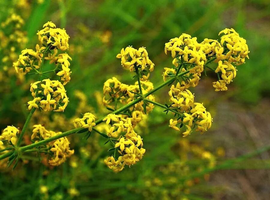 Это растение было притягательным для итальянских женщин. Подмаренник Луговой. Подмаренник настоящий Galium Verum. Подмаренник желтый. Подмаренник мутовчатый.