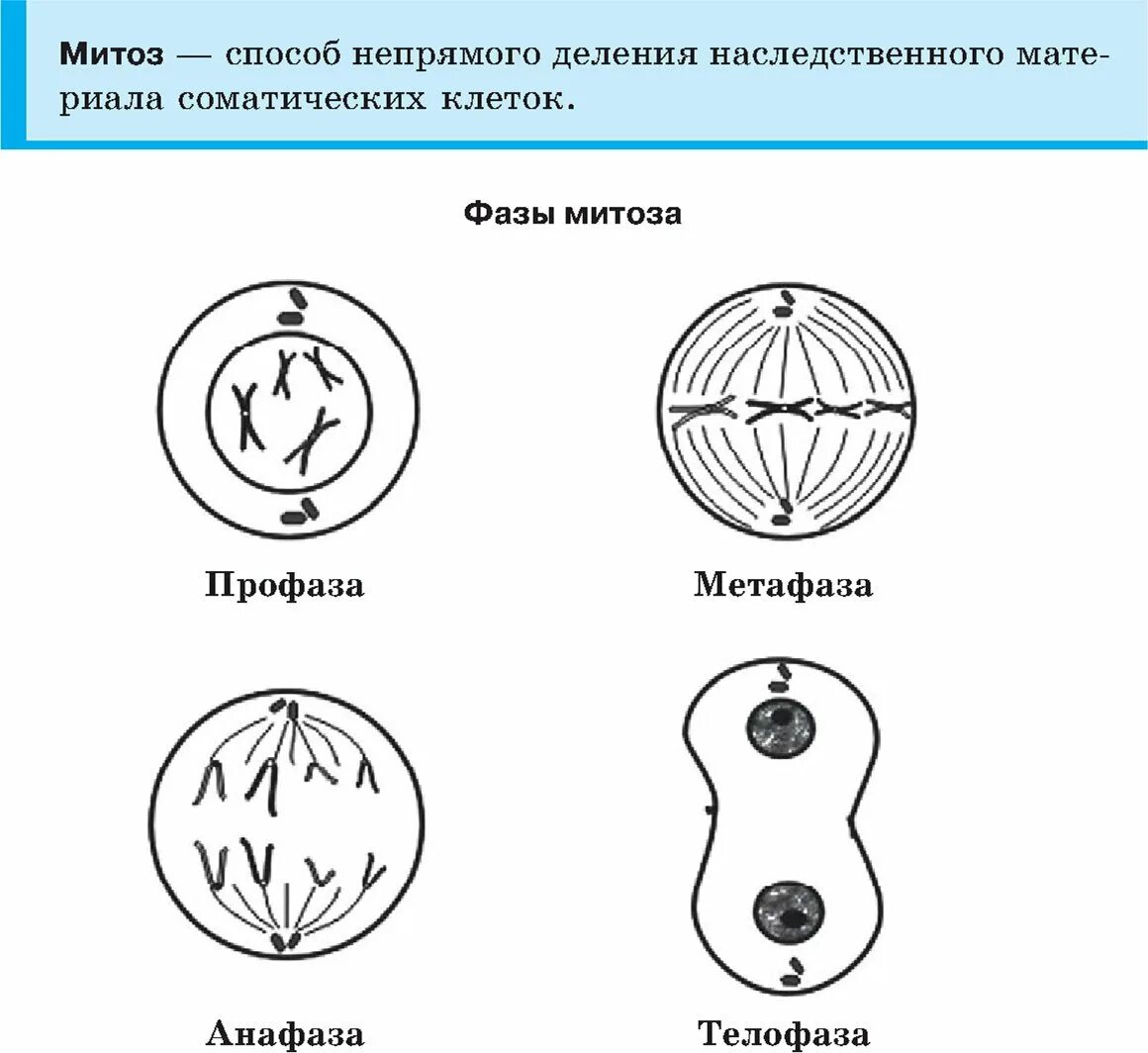 Название стадий деления клетки. Деление клетки митоз схема. Фазы деления клетки таблица. Схема последовательных стадий митоза. Фазы митоза схема.