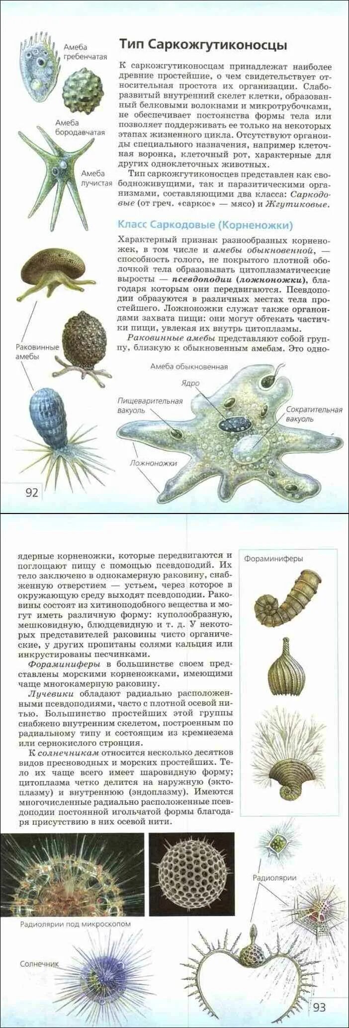 Тип корненожки