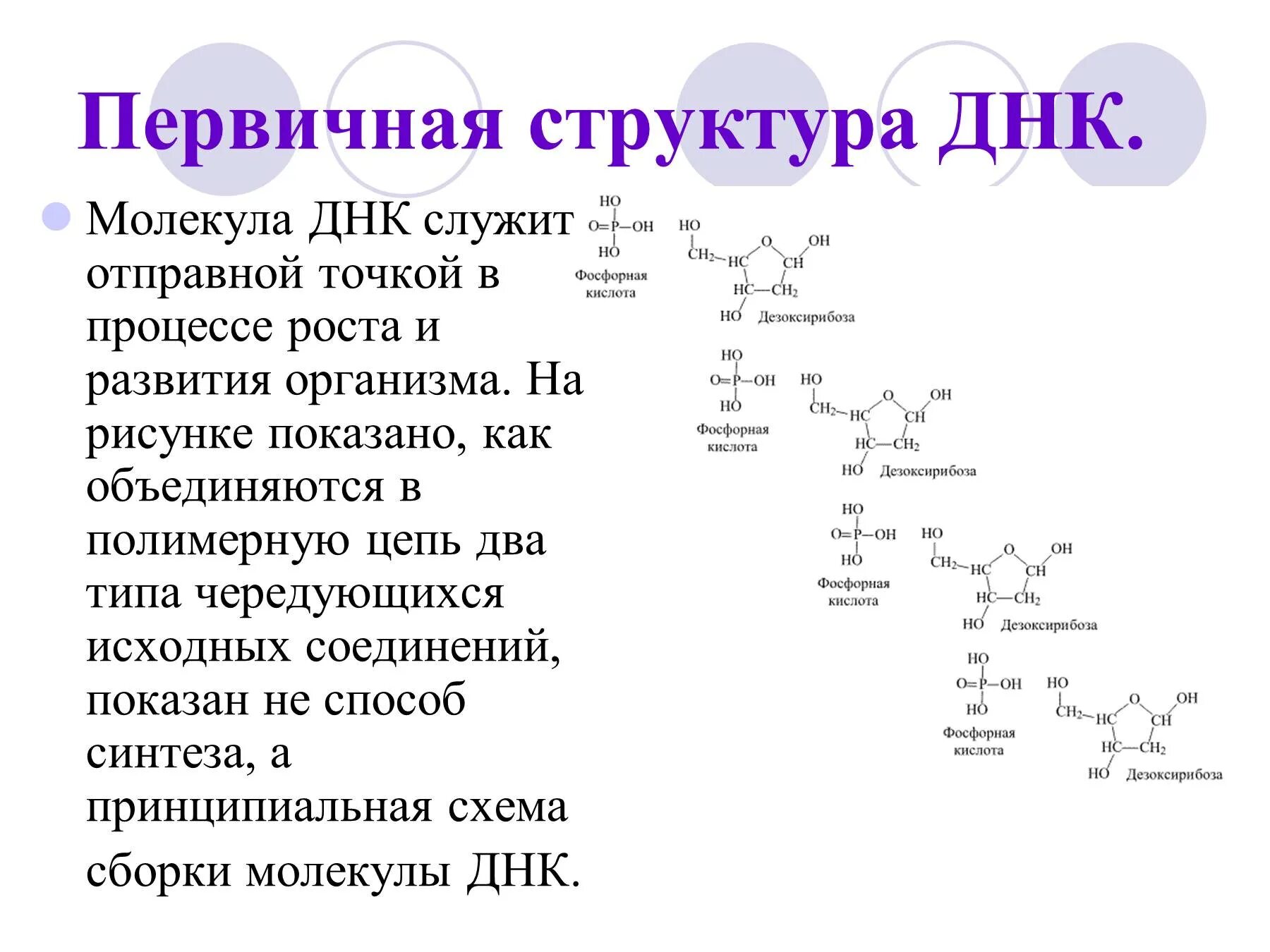 Строение первичной структуры ДНК. 2) Первичная структура ДНК. Структурные формулы первичной структуры ДНК. ДНК строение первичной структуры ДНК.