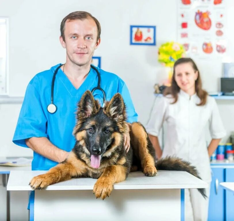 ветеринарка йошкар ола. добрыня ветклиника йошкар-ола на кирова. ветеринарная клиника леовита йошкар ола. ветклиника артемида йошкар-ола. ветеринарка йошкар ола.