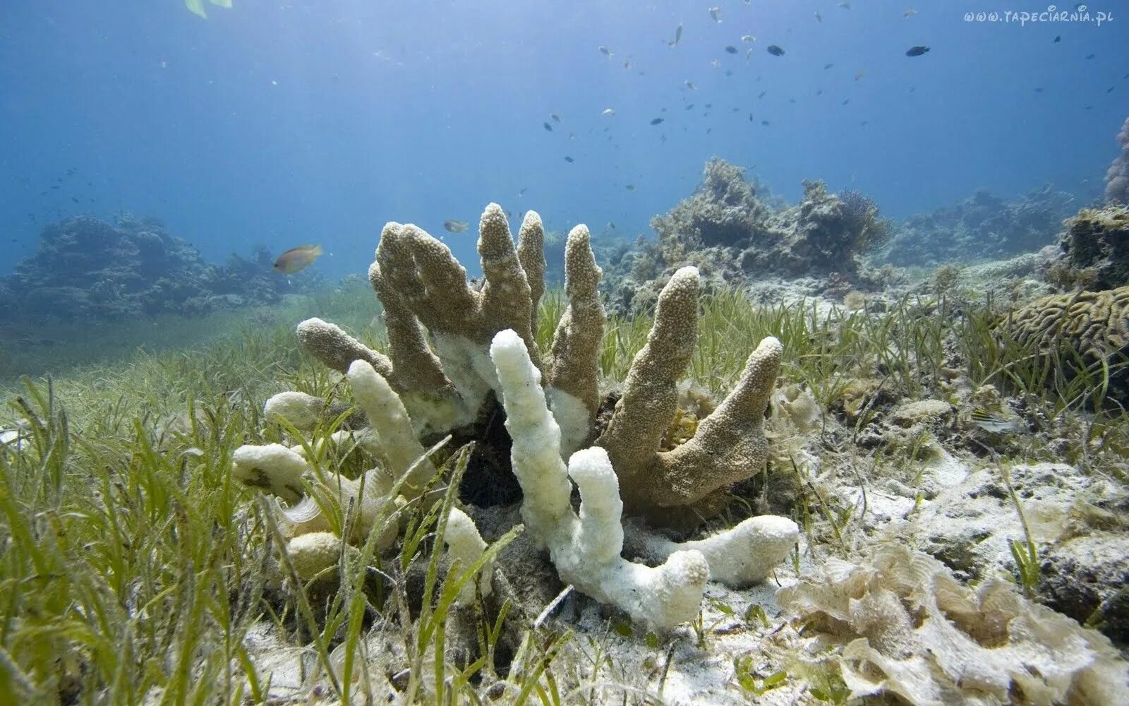 Морской добавить