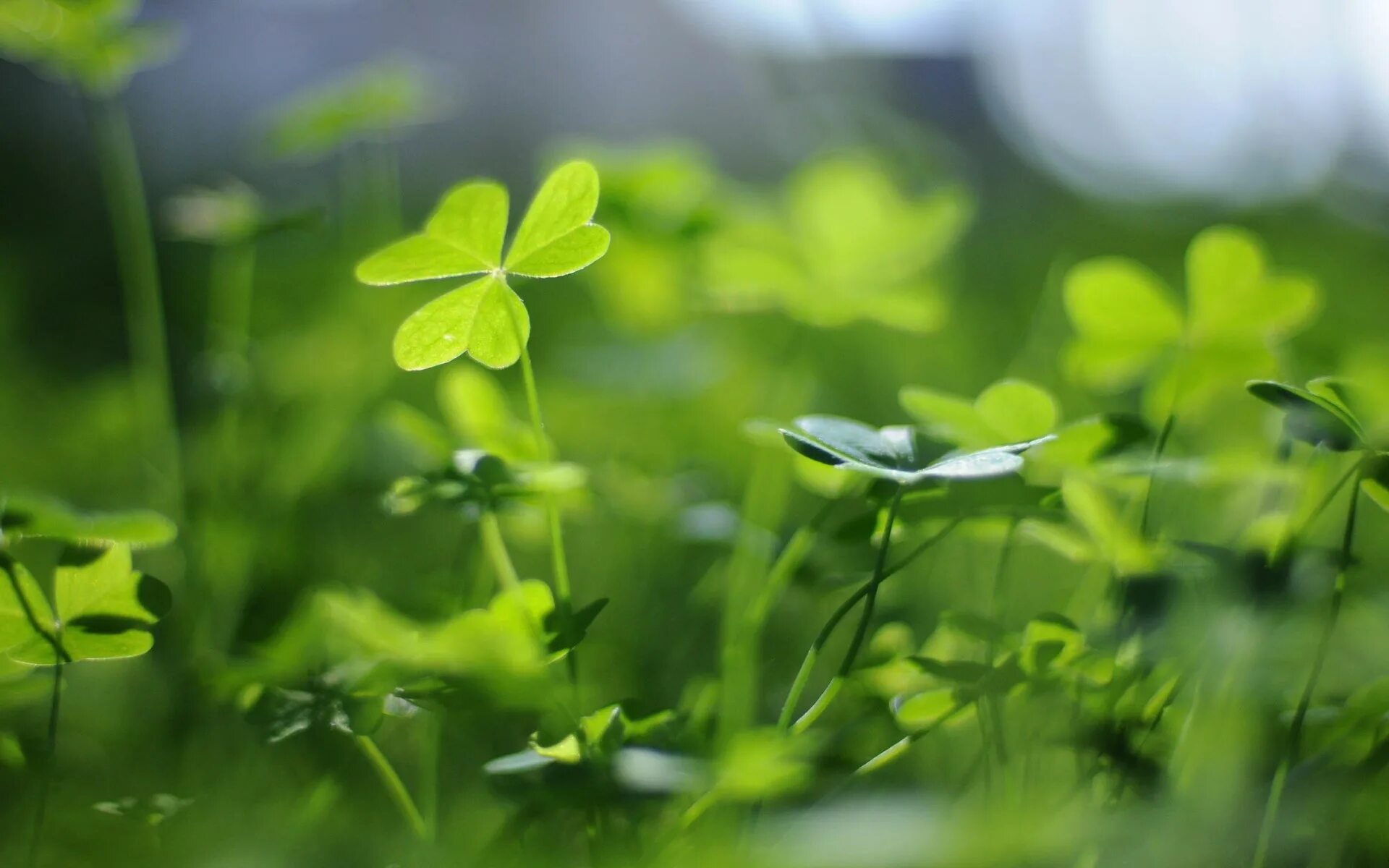 Клевер гордеева. Клевер пятилистник. Четырёхлистный клевер символ. Clever best. Clever best.