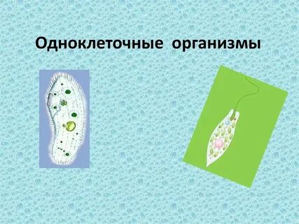 Клетки одноклеточных и многоклеточных организмов