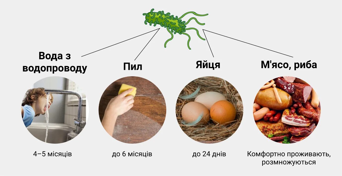 Кишечные инфекции сальмонеллез. Механизм заражения сальмонеллезом. Сальмонеллез пути передачи инфекции. Сальмонелла пути заражения. Сальмонеллез наблюдение