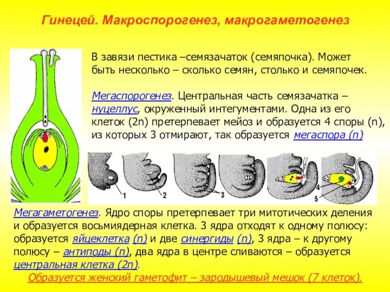 Пыльцевое зерно хромосомный набор