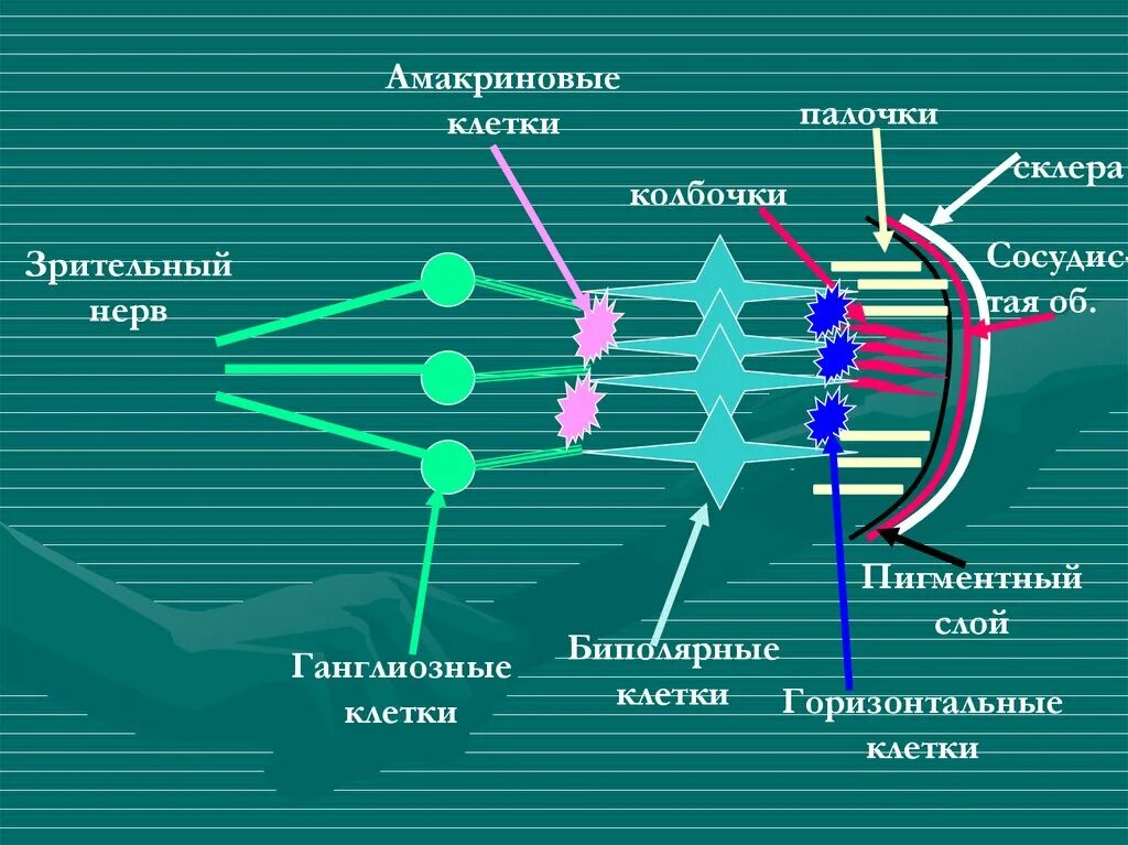 Строение функции и физиология клетки. Функции биполярных, амакриновых и ганглиозных клеток сетчатки.. амакриновые клетки сетчатки. амакриновые клетки сетчатки функции. зрительная сенсорная система палочки колбочки.