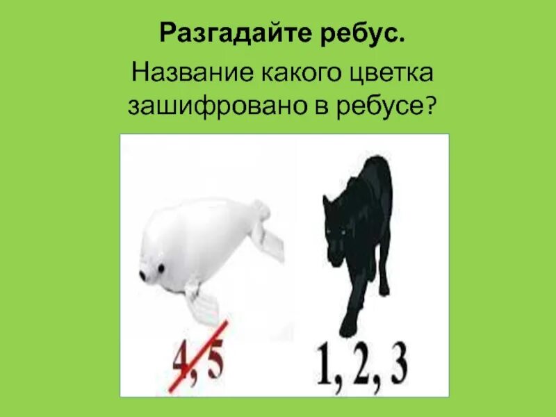 Что зашифровано в этом ребусе название цветка. Ребусы с названиями цветов. ребус название цветка. ребус название растения. ребусы по цветоводству.