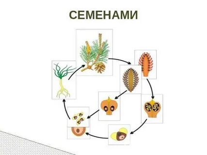 Какое растение размножается семенами ответ