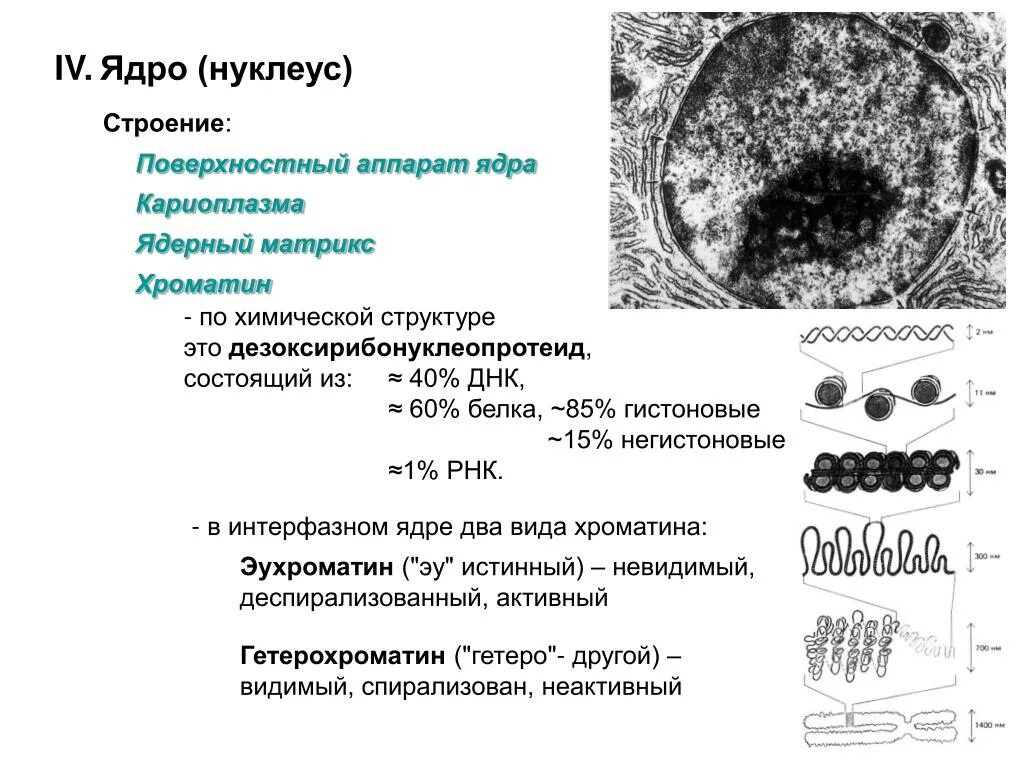 Кариоплазма и ядерный Матрикс. Строение кариоплазмы ядра. Строение ядерного аппарата кариоплазма. Ядерный белковый Матрикс.