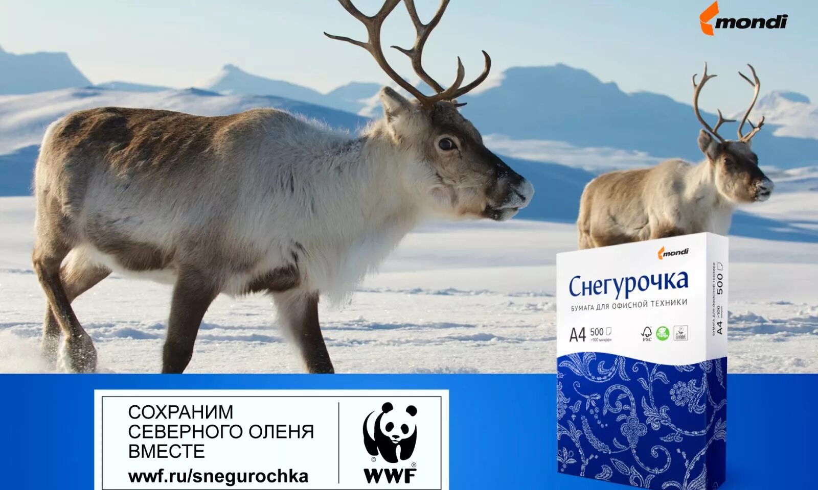 Дикий Северный олень WWF. Сохраним Северного оленя вместе. Северный олень Снегурочка и олень. Спасение северных оленей. Численность северного оленя