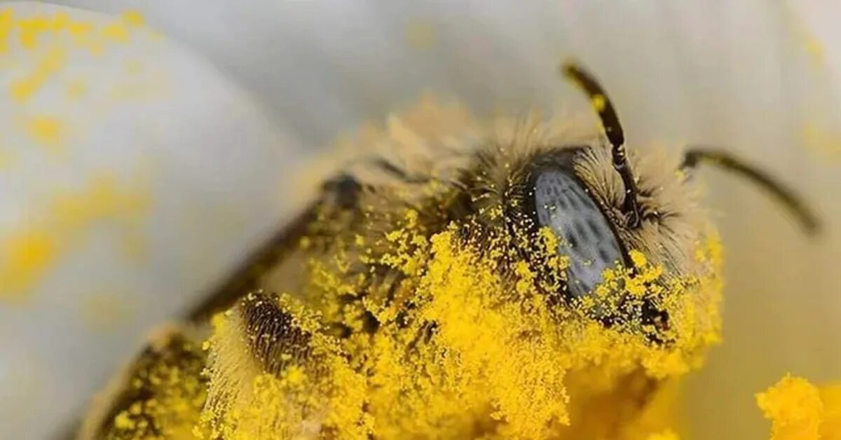 Пчела с пыльцой. Пчела собирает пыльцу. Пыльца цветов. Пыльца на цветке. День пыльцы