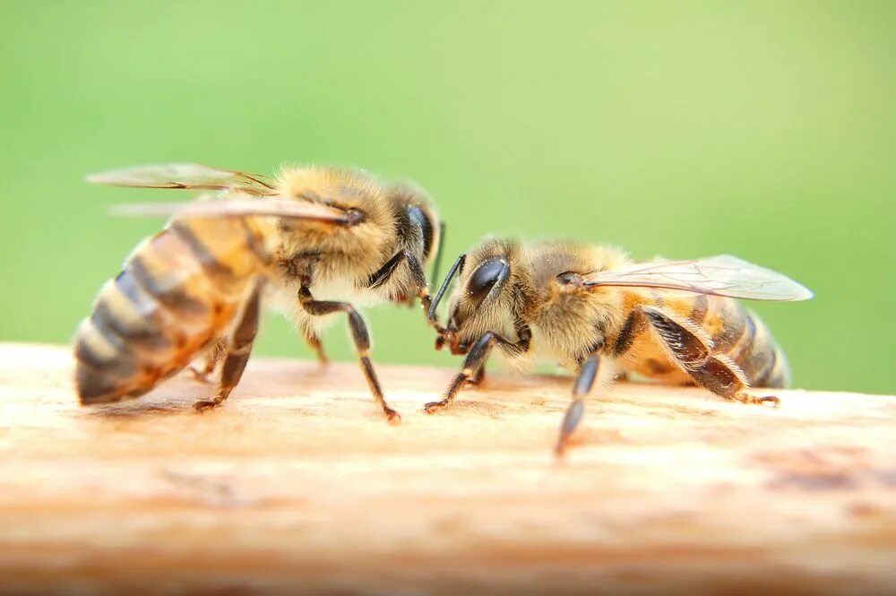 Пчёлы и экология. Realistic pchela. Save the Bee. Мёд Bees and fields. Какие отношения между крапивницей и пчелой