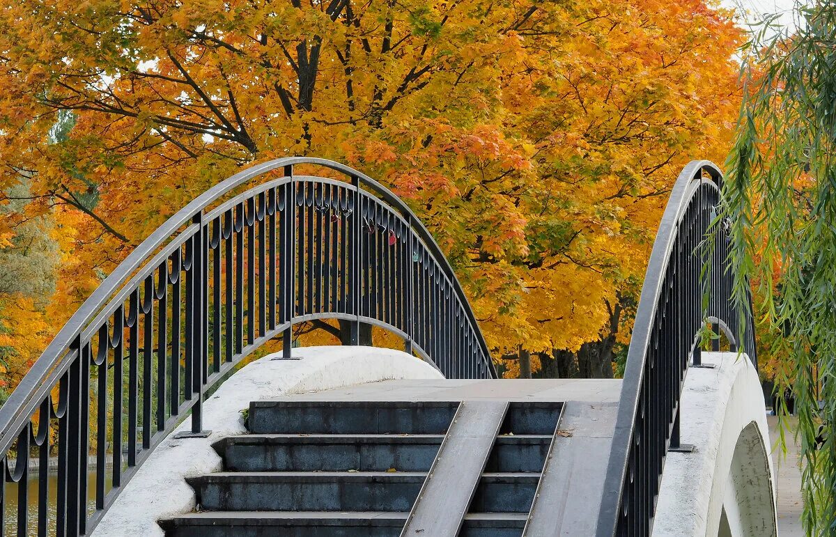 Дом инвалидов в краснодаре золотая осень. Золотая осень в парке трубчевск. Золотая осень. Котельники золотая осень. Золотая осень в калининградской области.