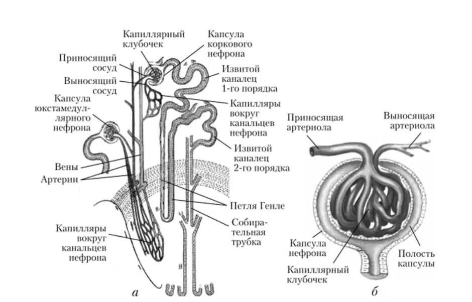 Выделительная система человека строение нефрона. Схема строения нефрона анатомия. Мочевыделительная система анатомия нефрон. Схема строения нефрона почки рисунок.