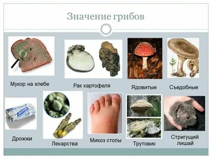 Грибы в жизни человека 5 класс биология