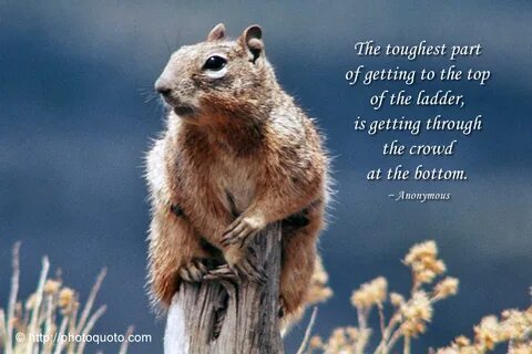 Squirrel Quotes And Sayings.