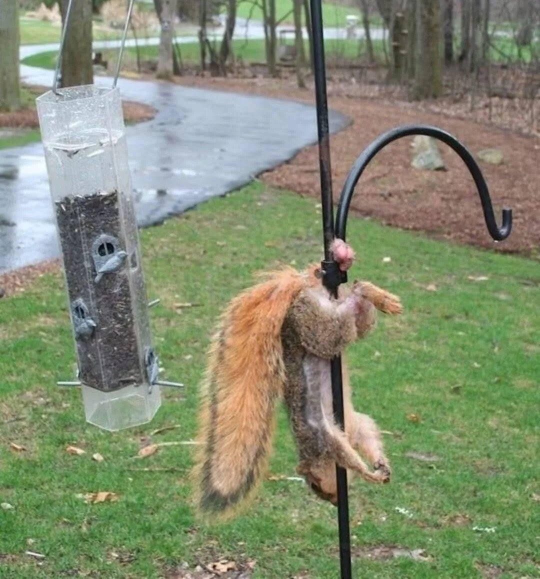 Смешные объявления в зоопарке. Кошка на капоте машины. Коты застревают в оконной раме. Котик застрял. Шмель на подоконнике.