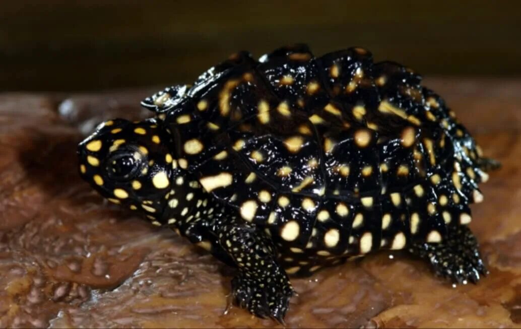 Черепаха редкие виды. Чёрная пятнистая Прудовая черепаха. Geoclemys hamiltonii. Мадагаскарская клювогрудая черепаха. Мадагаскарская Лучистая черепаха.