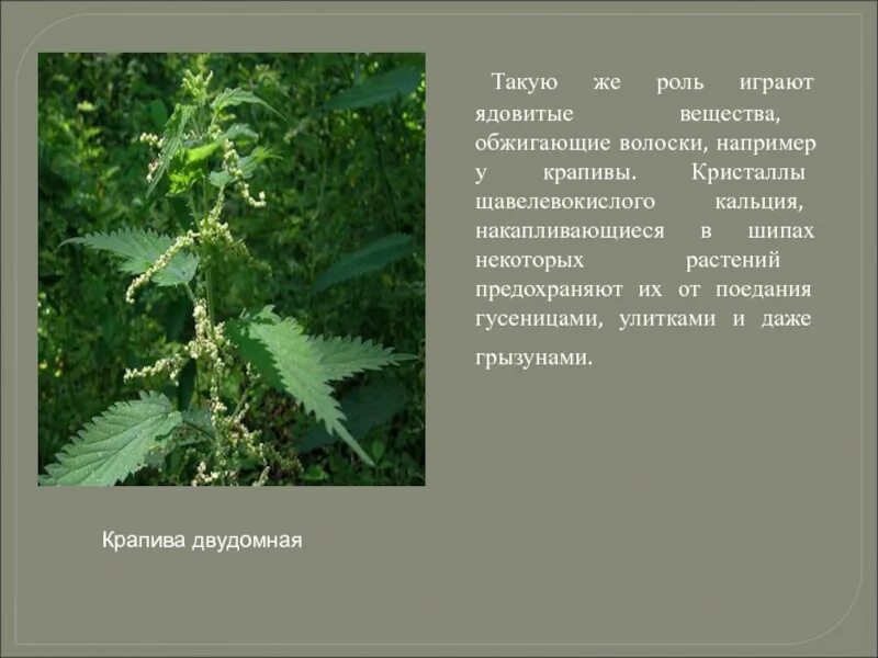 Крапива жгучая (Urtica urens). Крапива жгучая среда обитания. Черты приспособленности крапивы двудомной. Крапива двудомная приспособленность. Крапива обитание