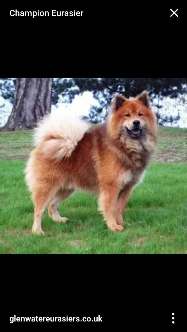 Евразийский шпиц фото Eurasier Dog breeder, Purebred dogs, Akita dog