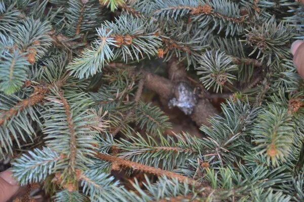 Ржавчина на стволе сосны. Грибок на дереве. Белые пятна на ели. Белые пятна на ели. Снежное шютте на хвойных.