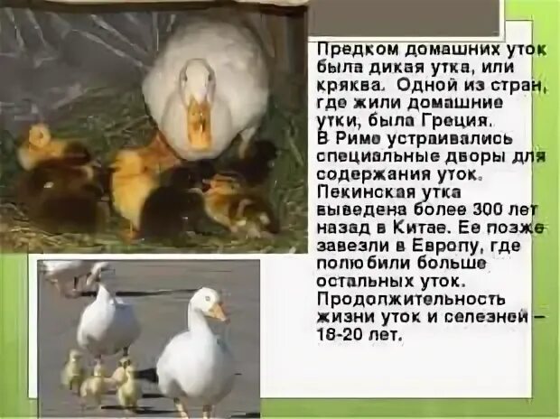 Продолжительность жизни утки