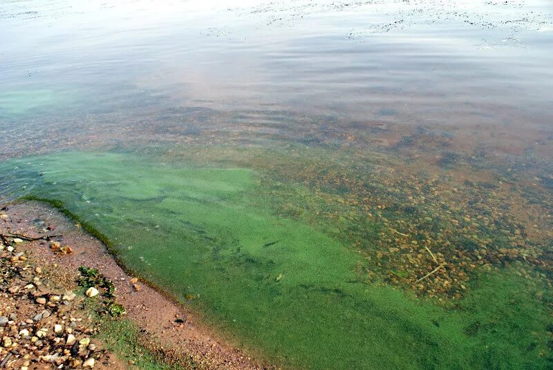 Рост водорослей