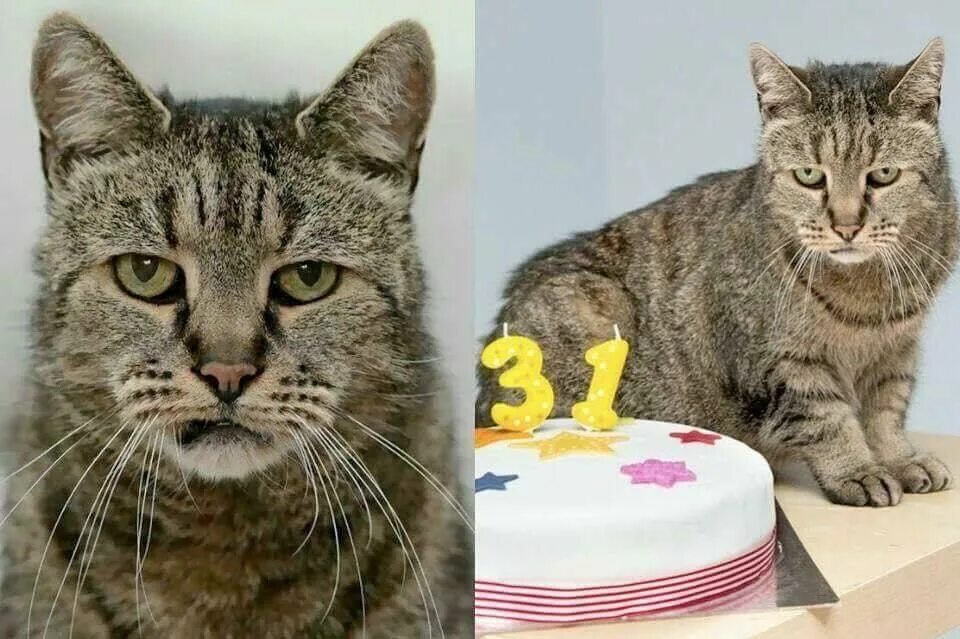 Nutmeg, the world's oldest cat, celebrating his 31st birthday. (141 in human yea