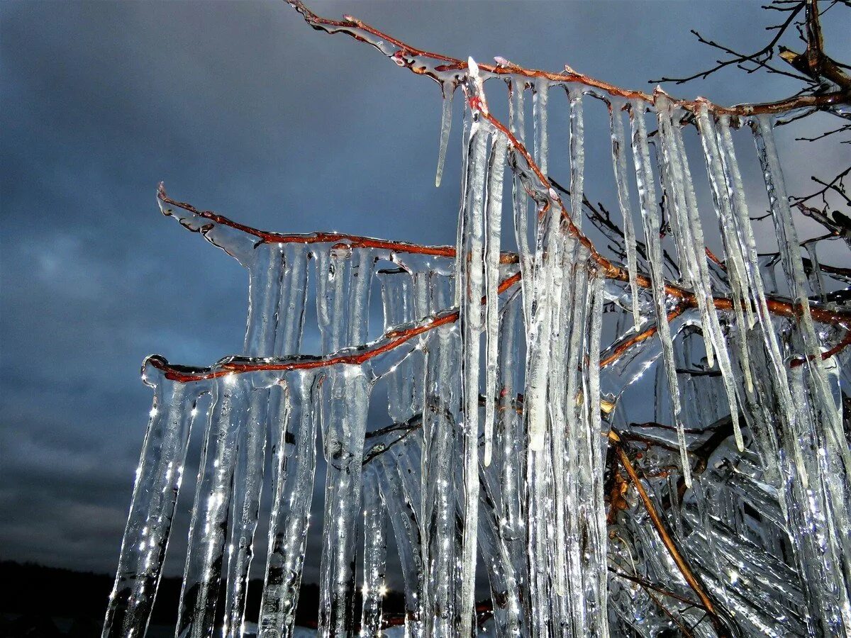 ледяной дождь. ледяной дождь эстетика. обледеневшие деревья. после ледяного дождя. ледяной дождь на ветках.