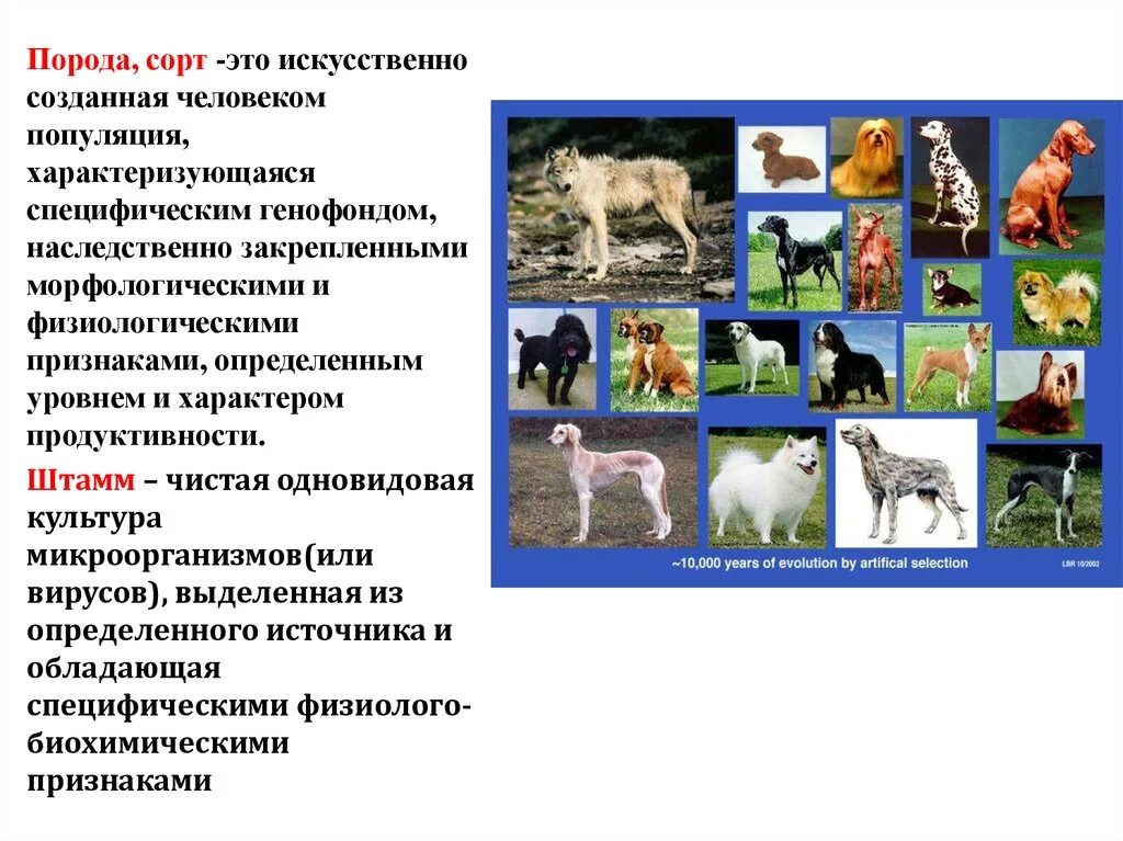 Селекция пород животных. Понятие сорта растений и породы животных. Понятие о породе. Искусственно созданная порода.