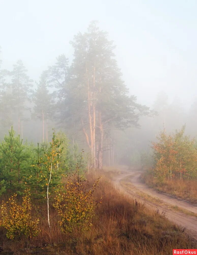 Осенняя береза с опавшими листьями. Тусклая осень. Тихо осенним утром в лесу. Тихо осенним утром в лесу. Осенний лес.