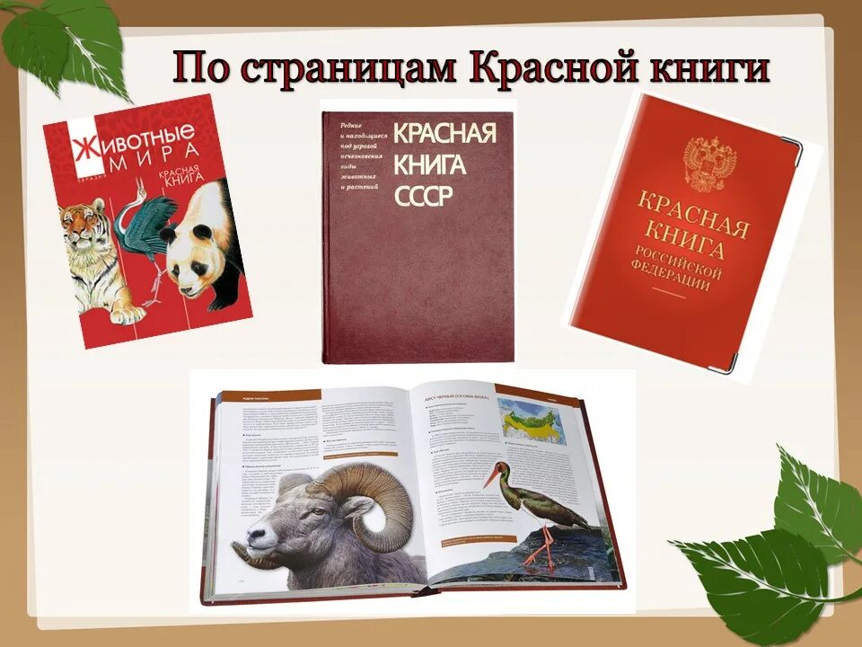 Красная книга какая она. Красная книга. Костная книга животных. Красная книга России. Животные. Красная Клинга.