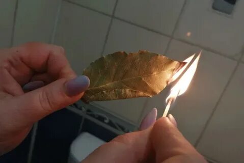 Зачем поджигать лавровый лист в квартире