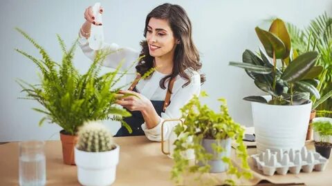 Indoor Plants Maintenance Dubai
